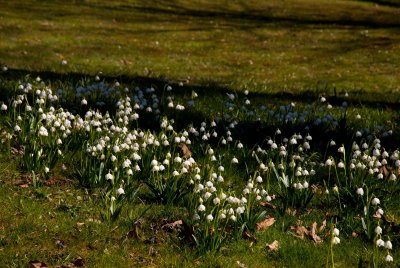 Leucojum vernum - bledule jarní (119) - lokalita U pěti dubů